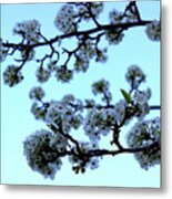 Early Morning Pear Blossom Metal Print