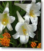 Easter Lilies And Butterfly Weed Metal Print