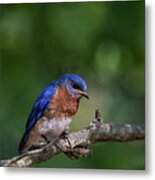 Eastern Bluebird Metal Print