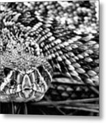 Eastern Diamondback Rattlesnake Black And White Metal Print