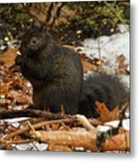 Eastern Gray Squirrel Black Morph Metal Print