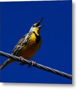 Eastern Meadowlark Metal Print