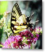 Eastern Tiger Swallowtail 22 Metal Print