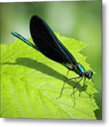 Ebony Jewelwing Metal Print