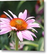 Echinacea With Visitor Metal Print