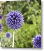 Curious Echinop Peeking At The Camera Metal Print