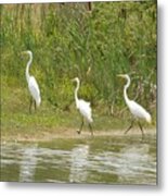 Egret Family 2 Metal Print