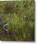 Egret Hunting In Reeds Metal Print