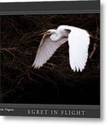 Egret In Flight Metal Print