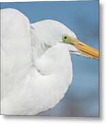 Egret Portrait Metal Print