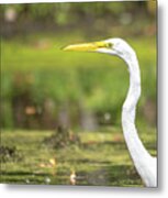 Egret Profile Metal Print