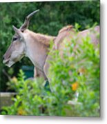 Eland Metal Print