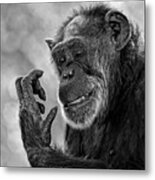 Elderly Chimp Studying Her Hand Metal Print