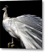 Elegance Metal Print