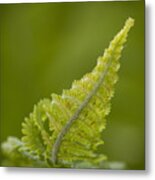 Elegant Fern. Metal Print