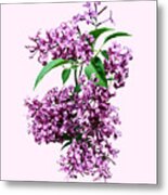 Elegant Lilacs Metal Print