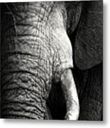 Elephant Close-up Portrait Metal Print