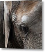 Elephant Eye Metal Print