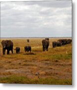 Elephant Herd Metal Print