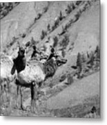 Elk 19 Metal Print