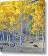 Elk In Rmnp Colorado Metal Print