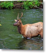 Elk In The Stream 2 Metal Print