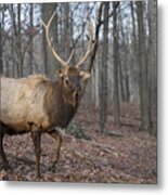 Elk Up Close Metal Print