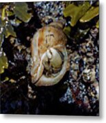 Emerging Hermit Metal Print