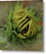 Emerging Sunflower Metal Print