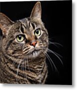 Emmy The Cat Ponder Metal Print