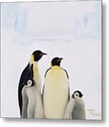 Emperor Penguin Aptenodytes Forsteri Metal Print