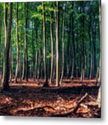 Enchanted Forest Metal Print