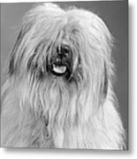 English Sheepdog, C.1960s Metal Print