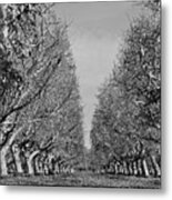 English Walnut Orchard Metal Print