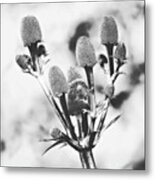 Eryngium
#flower #flowers Metal Print