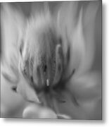 Ethereal In Black And White Metal Print
