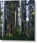 Eucalyptus Trees And Beautiful Ferns Metal Print