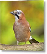 Eurasian Jay Metal Print