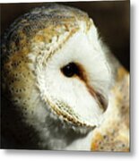 European Barn Owl Metal Print
