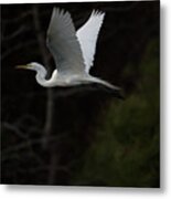 Evening Flight Metal Print