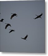 Evening Flight Metal Print