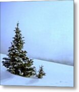 Evergreen Offspring P D P Metal Print