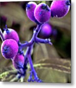 Exotic Purple Fruits Metal Print
