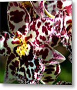 Exotic Orchids Of C Ribet Metal Print