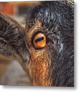 Eye Of The Goat Metal Print