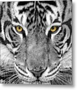 Eye Of The Tiger Metal Print