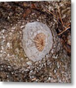 Eye Of The Tree Metal Print