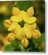 Fabaceae Circle Metal Print