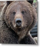 Face Of The Grizzly Metal Print