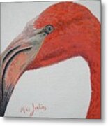 Face To Face With Flamingo Metal Print